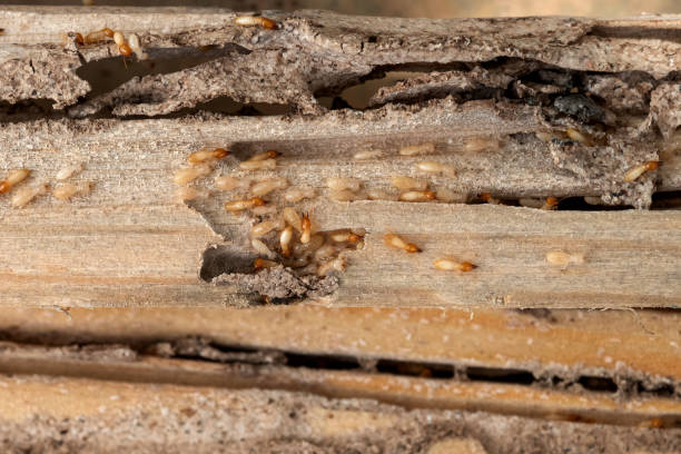 Best Exterminator Services  in Perry Heights, OH